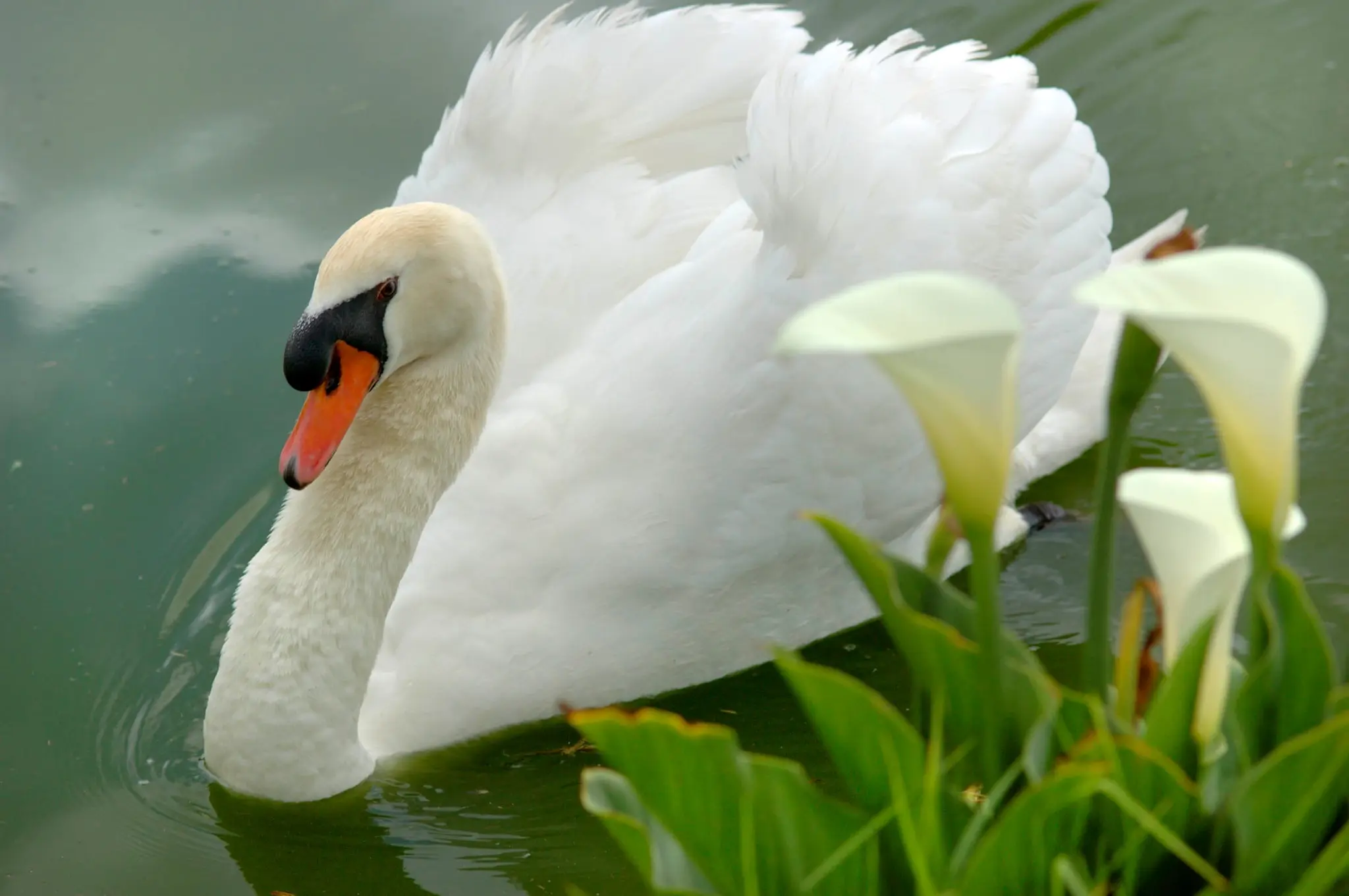 A swan among the flowers in the Ormonde Wines gardens